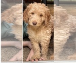Puppy 2 Cock-A-Poo-Goldendoodle Mix