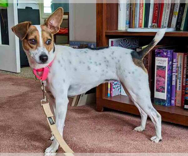 Medium Photo #2 Jack-Rat Terrier Puppy For Sale in Kennesaw, GA, USA