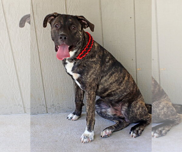 Medium Photo #3 Mastiff-Unknown Mix Puppy For Sale in Green Forest, AR, USA