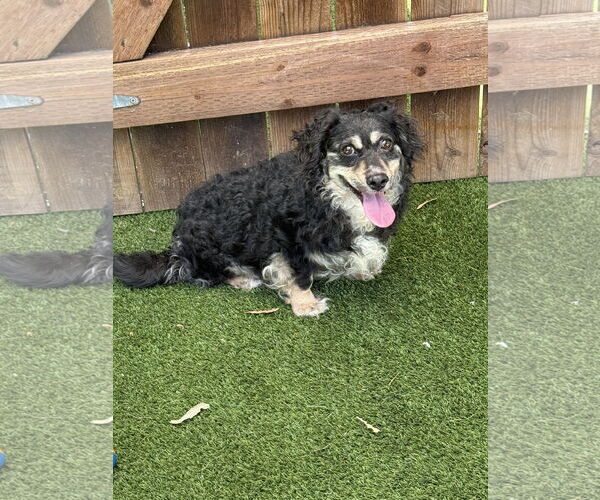 Medium Photo #1 Cocker Spaniel-Dachshund Mix Puppy For Sale in Mission Viejo, CA, USA