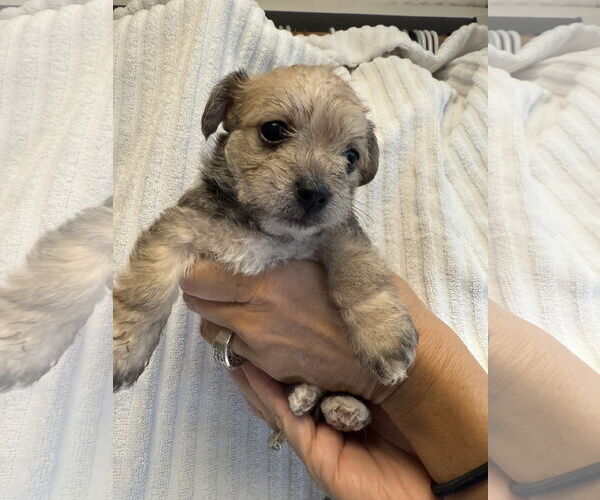 Medium Photo #1 Chihuahua-Unknown Mix Puppy For Sale in Jackson Township, NJ, USA