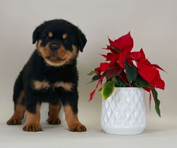 Medium Photo #5 Rottweiler Puppy For Sale in NAPPANEE, IN, USA