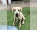 Small #2 Poodle (Standard) Mix