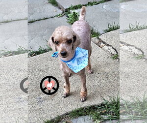 Poodle (Miniature) Dogs for adoption in Lebanon, PA, USA