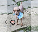 Small Poodle (Miniature)