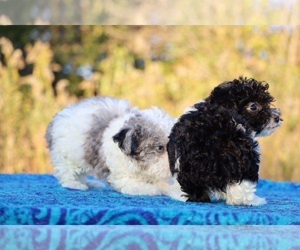 Medium Photo #10 Goldendoodle (Miniature) Puppy For Sale in DYERSBURG, TN, USA