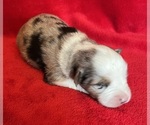Small Photo #1 Miniature Australian Shepherd Puppy For Sale in FORT MORGAN, CO, USA