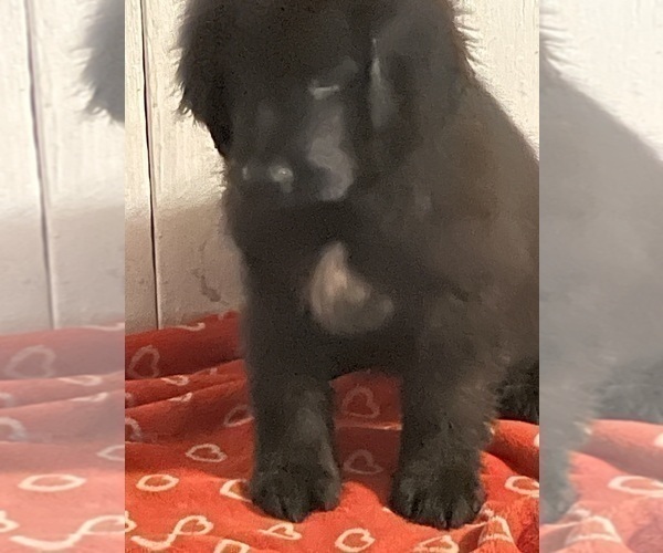 Medium Photo #13 Newfoundland Puppy For Sale in AURORA, IN, USA