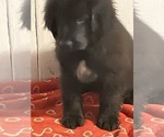 Small #12 Newfoundland