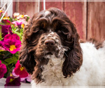 Small #8 Cocker Spaniel