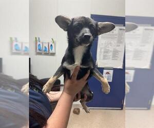 German Shepherd Dog-Unknown Mix Dogs for adoption in Bakersfield, CA, USA