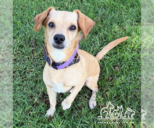Medium Photo #1 Chihuahua-Unknown Mix Puppy For Sale in Irvine, CA, USA
