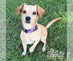 FREDDY - Male Chihuahua-Unknown Mix Dog for Adoption - Small photo