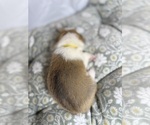 Small #6 Pembroke Welsh Corgi