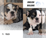 Small #9 English Bulldog