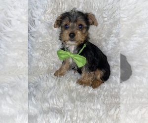 Cavalier King Charles Spaniel Puppy for sale in BEECH GROVE, IN, USA