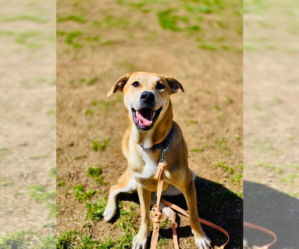 Medium Photo #2 German Shepherd Dog-Unknown Mix Puppy For Sale in Mt. Airy, MD, USA