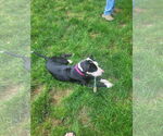 Small #2 American Pit Bull Terrier Mix