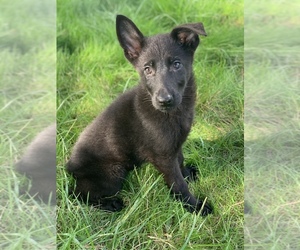 German Shepherd Dog Puppy for sale in JEFFERSON, OR, USA