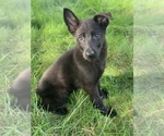 Small Photo #1 German Shepherd Dog Puppy For Sale in JEFFERSON, OR, USA
