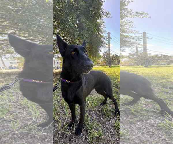 Medium Photo #10 German Shepherd Dog Puppy For Sale in Plantation, FL, USA