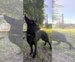 Small #9 German Shepherd Dog