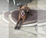Small #5 Great Dane