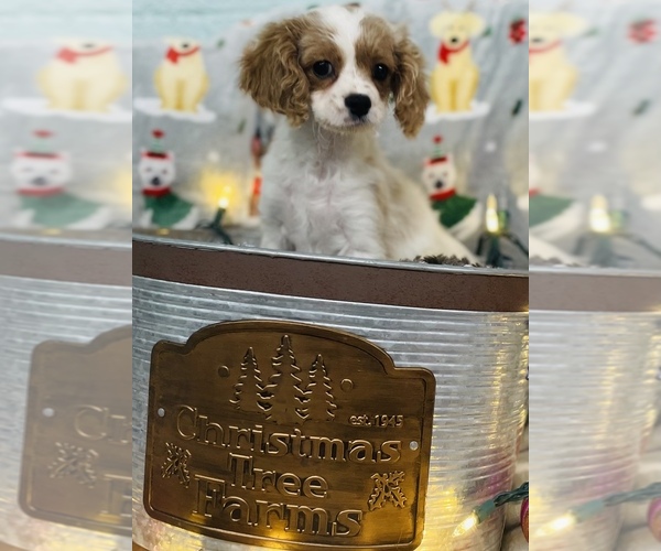 Medium Photo #1 Cavalier King Charles Spaniel-Poodle (Toy) Mix Puppy For Sale in CINCINNATI, OH, USA