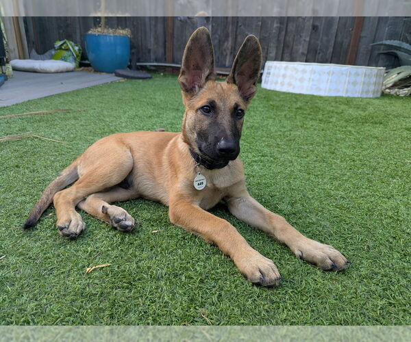 Medium Photo #5 German Shepherd Dog-Unknown Mix Puppy For Sale in West Sacramento, CA, USA