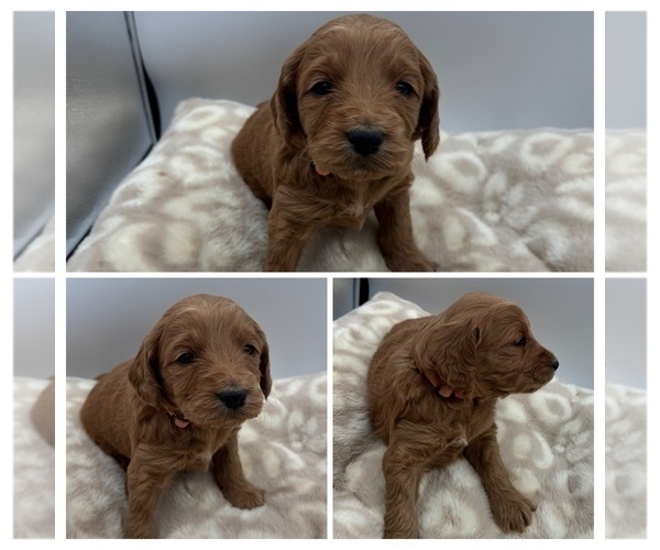 Medium Photo #1 Goldendoodle mix (+ Poodle Miniature) Puppy For Sale in SPARTANBURG, SC, USA