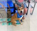 Small #22 German Shepherd Dog Mix