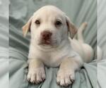 Small #2 Labrador Retriever Mix