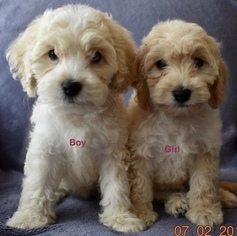 Goldendoodle (Miniature) Puppy for sale in PLANO, TX, USA