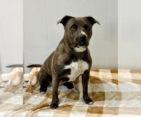 Medium Photo #13 American Pit Bull Terrier Puppy For Sale in Spring Lake, NJ, USA