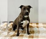 Small #12 American Pit Bull Terrier