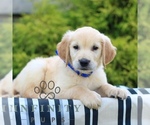 Small #2 Golden Retriever