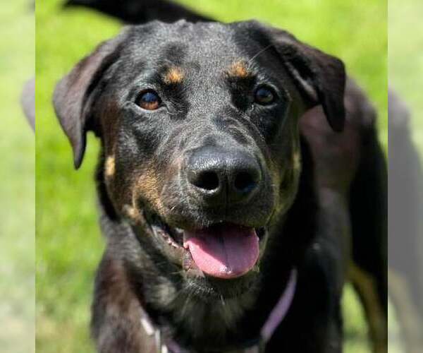 Medium Photo #8 Labrador Retriever-Unknown Mix Puppy For Sale in Fort Worth, TX, USA