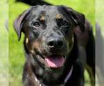 Small #7 Labrador Retriever Mix