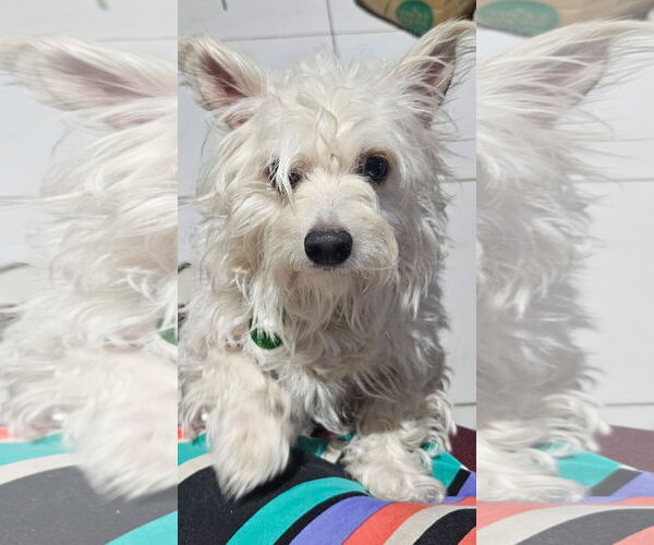 Medium Photo #1 Maltese-Unknown Mix Puppy For Sale in Royal Palm Beach, FL, USA