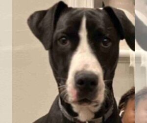Bullboxer Pit-Labrador Retriever Mix Dogs for adoption in PHILADELPHIA, PA, USA
