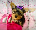 Small Photo #7 Yorkshire Terrier Puppy For Sale in THE WOODLANDS, TX, USA