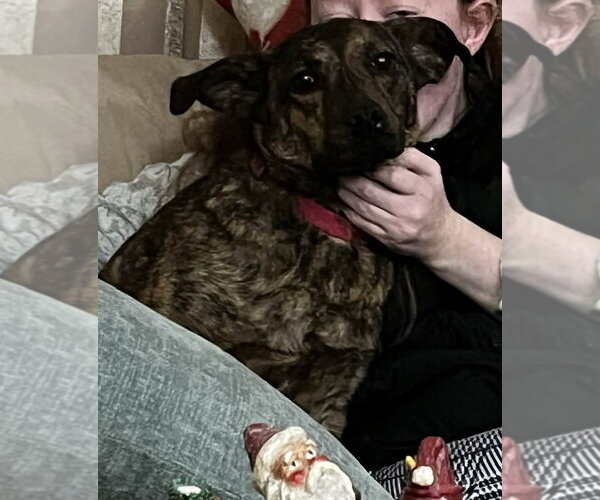 Medium Photo #3 Colonial Cocker Spaniel-Labrador Retriever Mix Puppy For Sale in Coventry, CT, USA