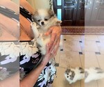 Small Photo #15 Pomeranian Puppy For Sale in WINDERMERE, FL, USA