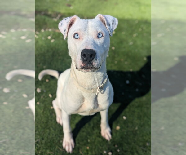 Medium Photo #1 American Pit Bull Terrier-Catahoula Leopard Dog Mix Puppy For Sale in Calhoun, GA, USA