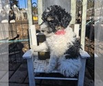 Small #1 Poodle (Miniature)