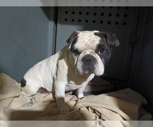 French Bulldog-Unknown Mix Dogs for adoption in Downey, CA, USA
