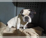 Small French Bulldog Mix