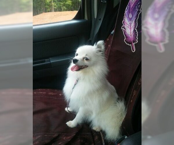 Medium Photo #1 Pomeranian Puppy For Sale in JASPER, GA, USA