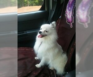 Pomeranian Puppy for sale in JASPER, GA, USA