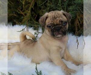Pug Puppy for sale in DUNDEE, NY, USA